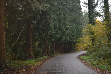 road in the woods