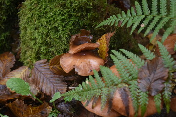Wild mushrooms and ferns nestled in a moist forest floor in early autumn.