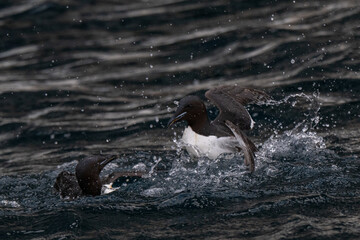 Obraz premium Birds and bird cliffs in the Arctic