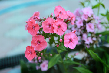 pink flowers in the garden