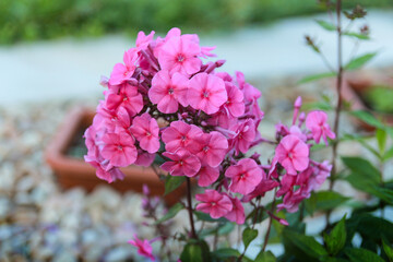 pink hydrangea flowers