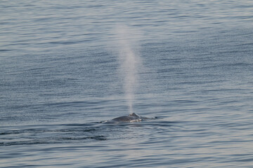 Bowhead whales in the Arctic