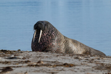 Walruses in the Arctic