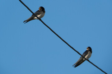 Swallows on a wire against a blue sky, close-up. Barn Swallow (Hirundo rustica) perched on wire.