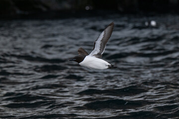 Birds and bird cliffs in the Arctic
