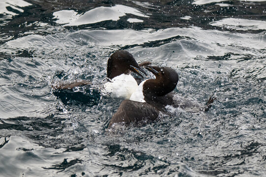 Birds and bird cliffs in the Arctic