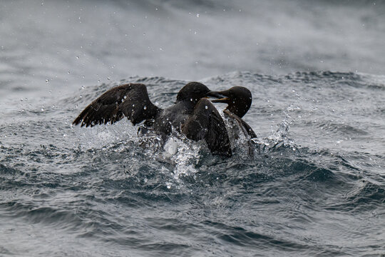 Birds and bird cliffs in the Arctic