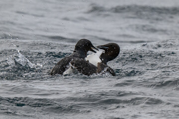 Fototapeta premium Birds and bird cliffs in the Arctic