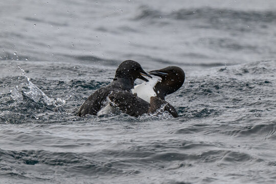 Birds and bird cliffs in the Arctic