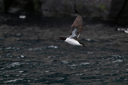 Birds and bird cliffs in the Arctic