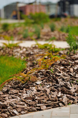 landscape design with bark mulch and young plants emphasizes eco-friendly gardening. freshly laid mulch surrounds small shrubs, enhancing growth while conserving moisture and reducing weeds.