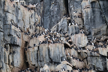 Birds and bird cliffs in the Arctic