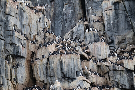 Birds and bird cliffs in the Arctic