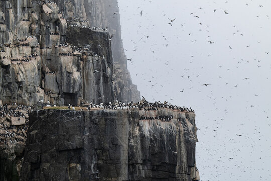 Birds and bird cliffs in the Arctic
