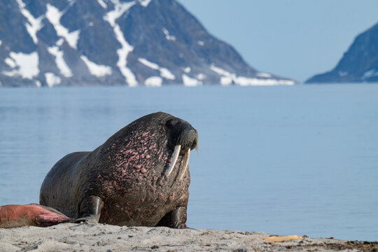 Walruses in the Arctic