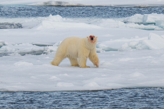 Polar bears in the Arctic