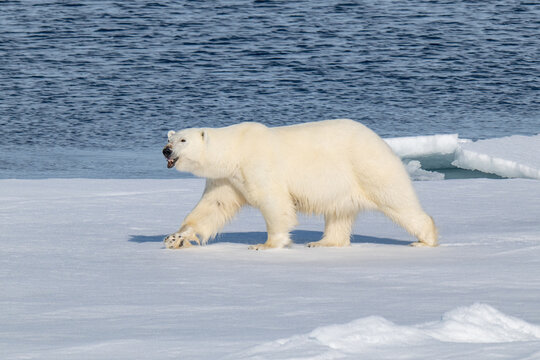 Polar bears in the Arctic