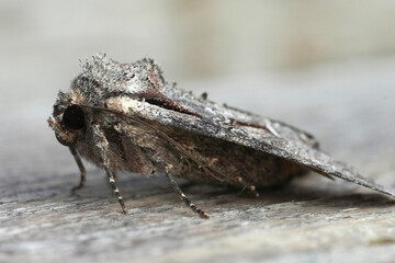 Closeup on a  European olet moth, Lacanobia w-latinum sitting on wood
