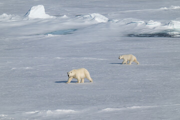 Polar bears in the Arctic