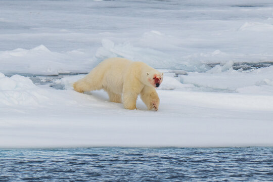 Polar bears in the Arctic