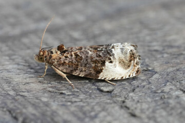 Closeup on a Marbled Orchard, moth, Hedya nubiferana