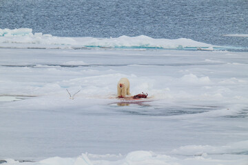 Polar bears in the Arctic
