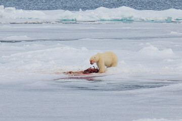 Polar bears in the Arctic
