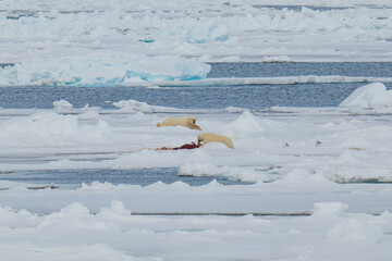 Polar bears in the Arctic