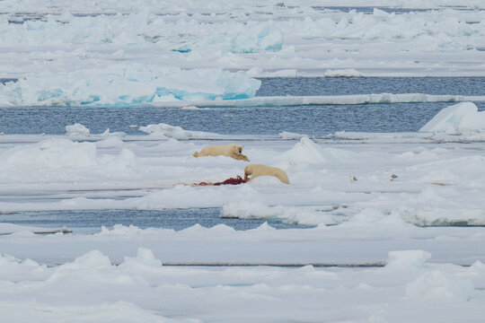 Polar bears in the Arctic
