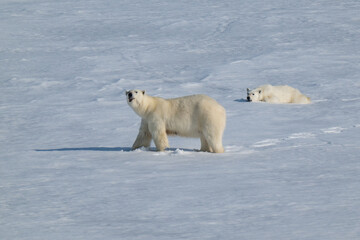 Polar bears in the Arctic