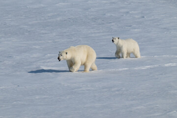 Polar bears in the Arctic