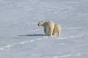 Polar bears in the Arctic