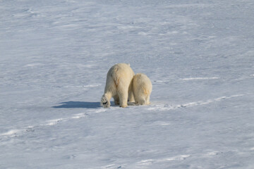Polar bears in the Arctic