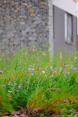 wildflowers in urban green space with blurred stone wall background, showcasing eco-friendly...
