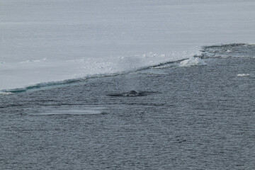 Bowhead whales in the Arctic