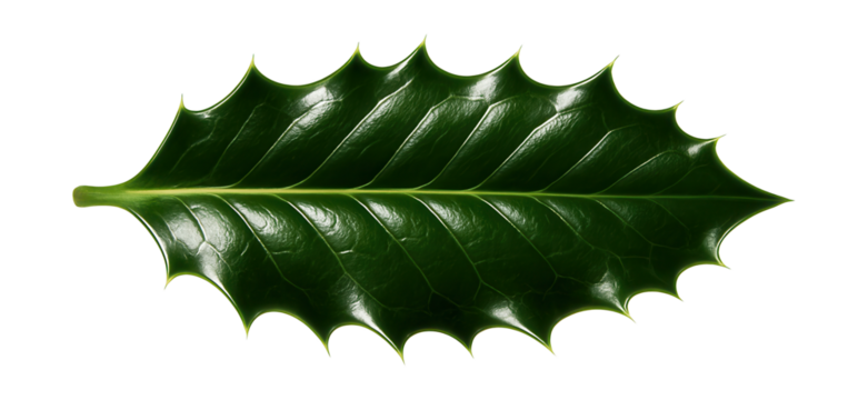 Glossy green holly leaf with sharp, serrated edges and prominent veins