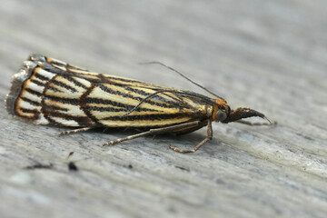 Closeup on a European, Crambid, Chrysocramboides craterella, sitting on wood