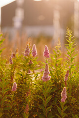 blooming pink flowers in golden sunlight create serene natural beauty. soft focus captures tranquil...