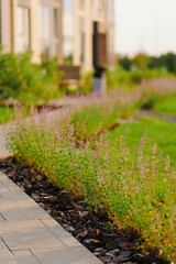 modern landscape with purple flowers lining a pathway near contemporary building. urban greenery...