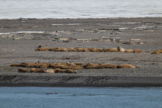 Walruses in the Arctic
