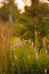 peaceful wildflower meadow at sunset, featuring tall pink blooms surrounded by lush greenery. soft...