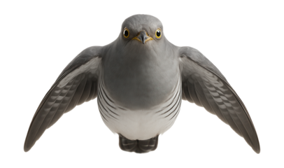 Common cuckoo with sleek gray body and white underbelly