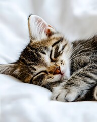 Cute Tabby Kitten Sleeping Peacefully on Soft White Blanket in Daylight