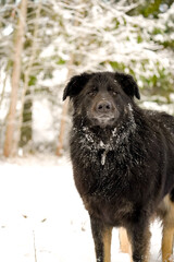 Big black fluffy dog with long fur standing and looking at the camera on a snowy winter day with white background