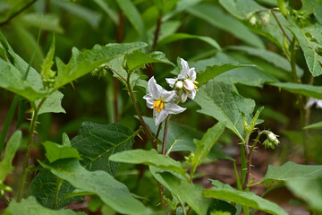 ワルナスビの花