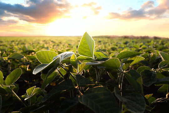 Sunrise in soybean field.AI generated image.