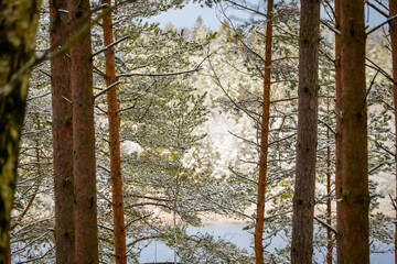 Fototapeta premium Pine tree trunks and branches with light snow layer and lake with white forest in the background