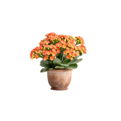 Blooming Kalanchoe in Clay Pot isolated on a transparent background, in a PNG format