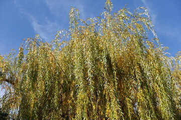 Blue sky and crown of weeping willow with autumnal foliage in October
