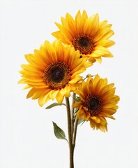Three vibrant yellow sunflowers on a single stem, against a plain white background; showcasing their dark brown centers and slightly overlapping petals